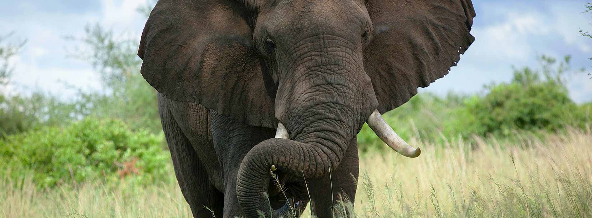 African elephant