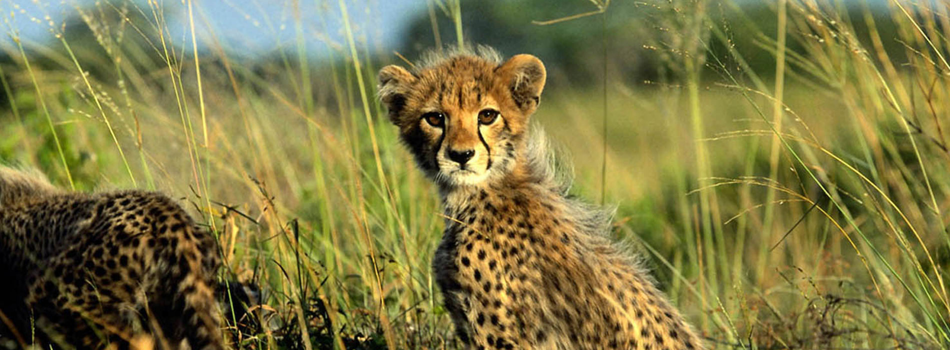 Cheetah