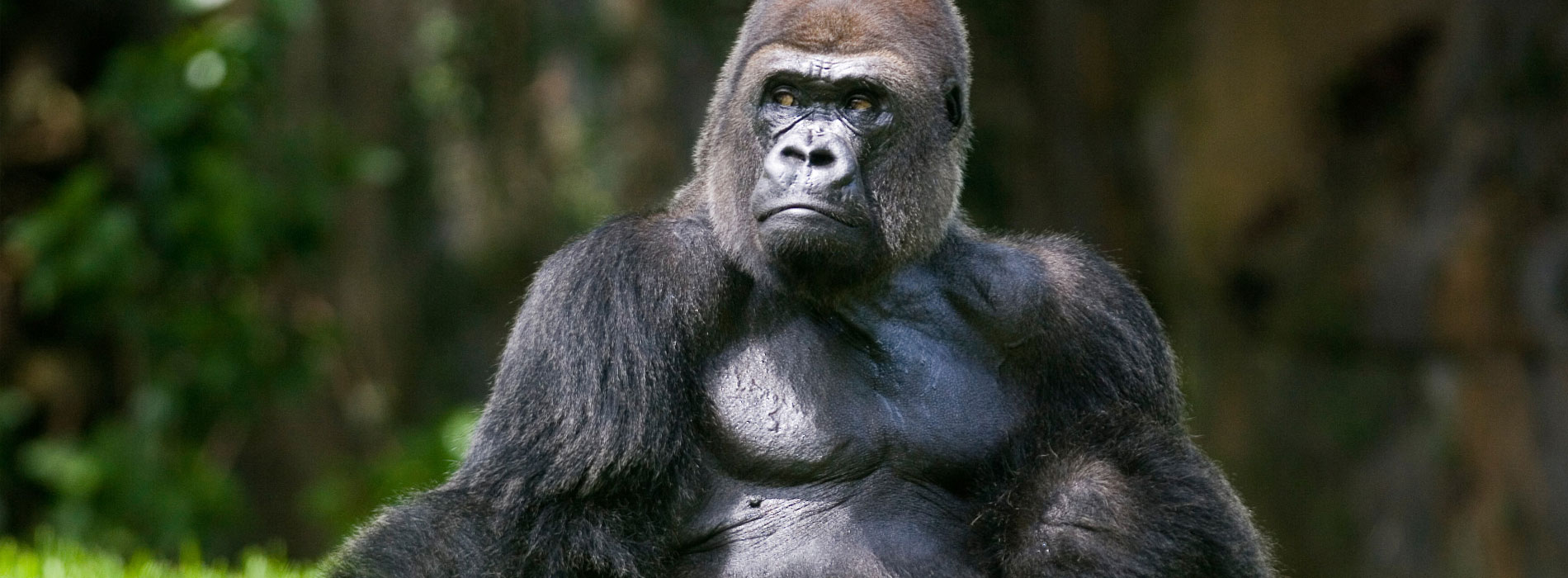 Gorilla