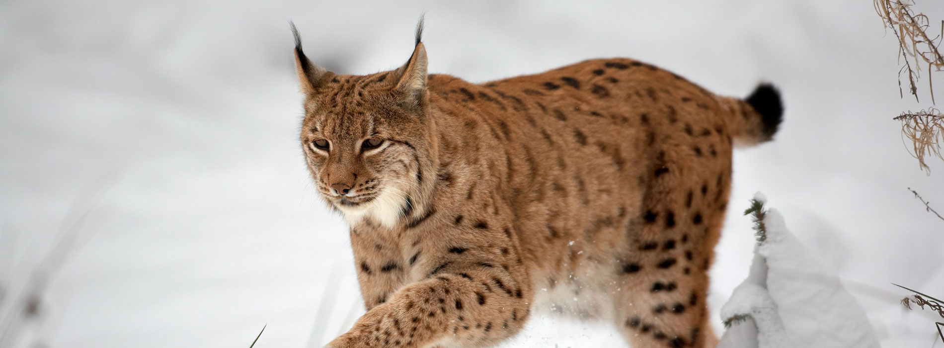 Lynx