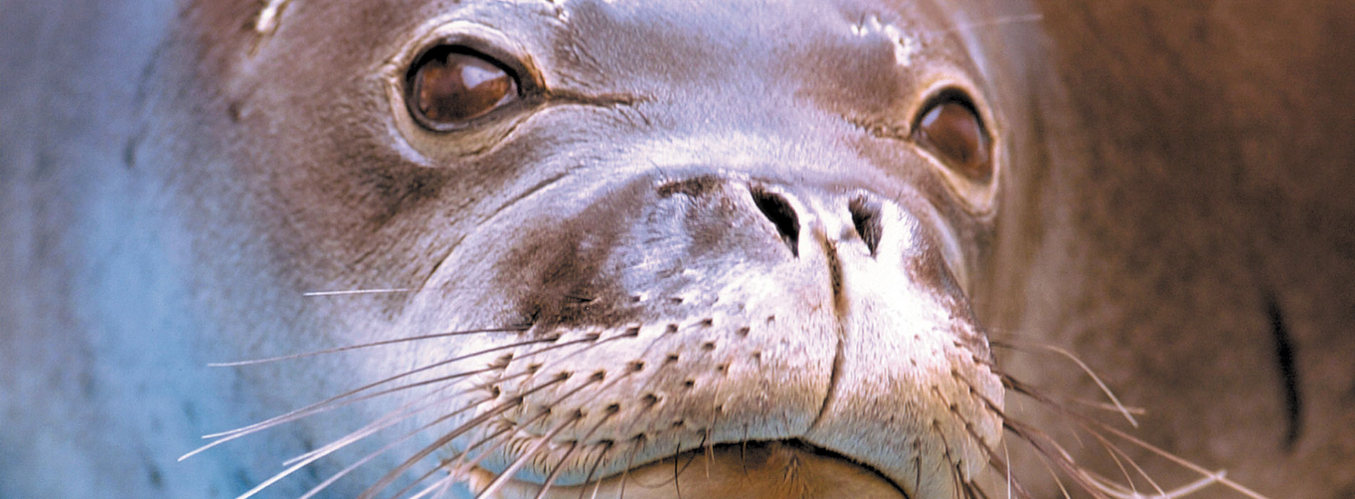 Monk Seal