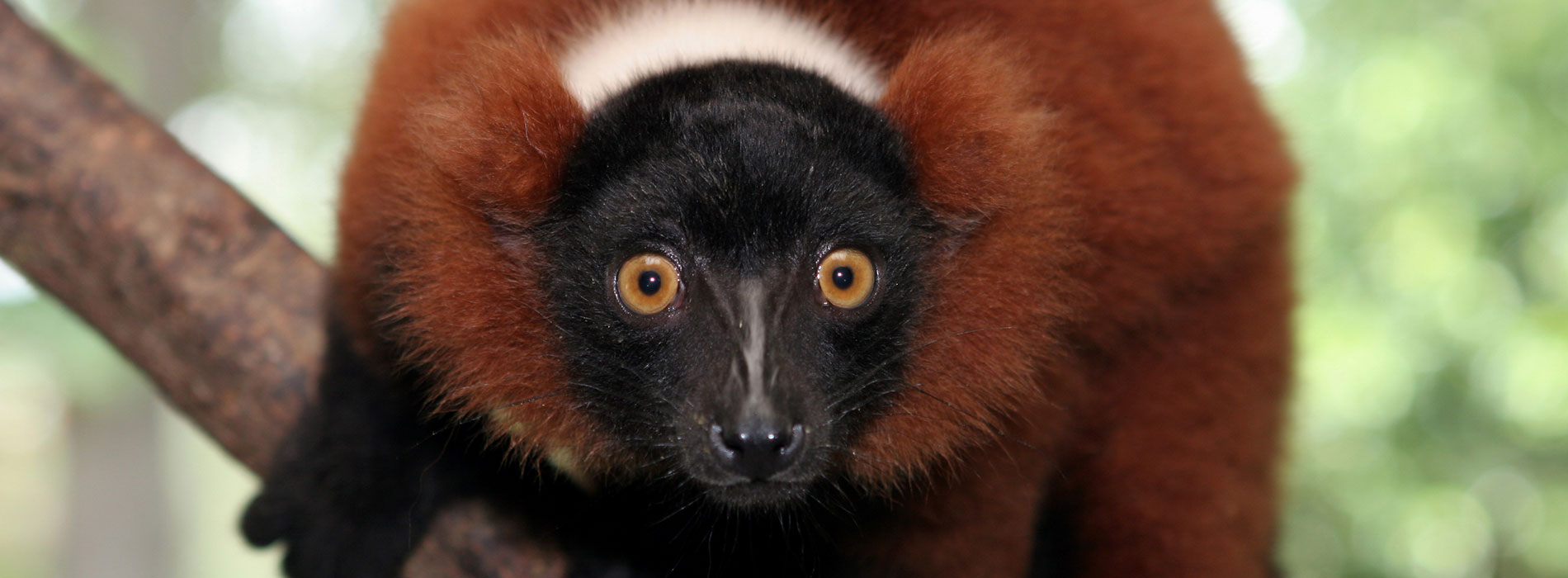 Red Ruffed Lemur