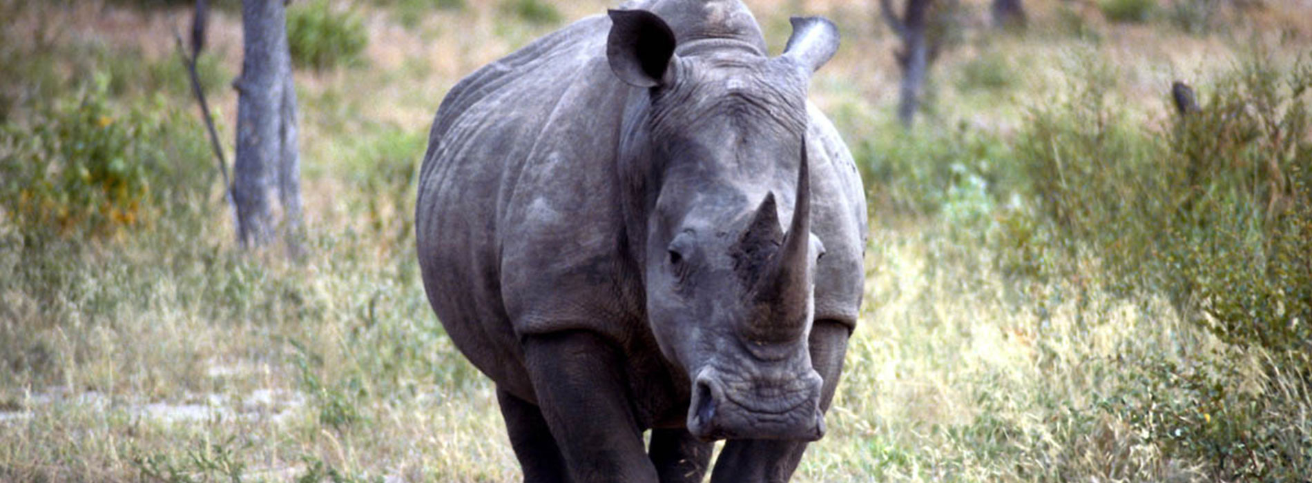 Rhino