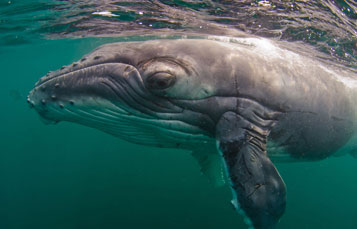 Humpback Whale