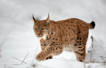 Lynx