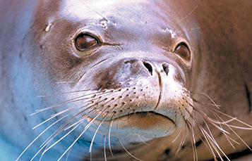 Monk Seal