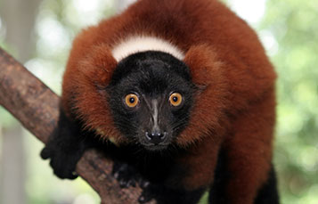 Red Ruffed Lemur