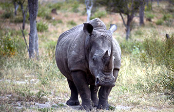 Rhino
