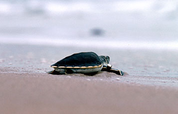 Sea Turtle