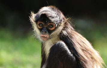 Spider Monkey