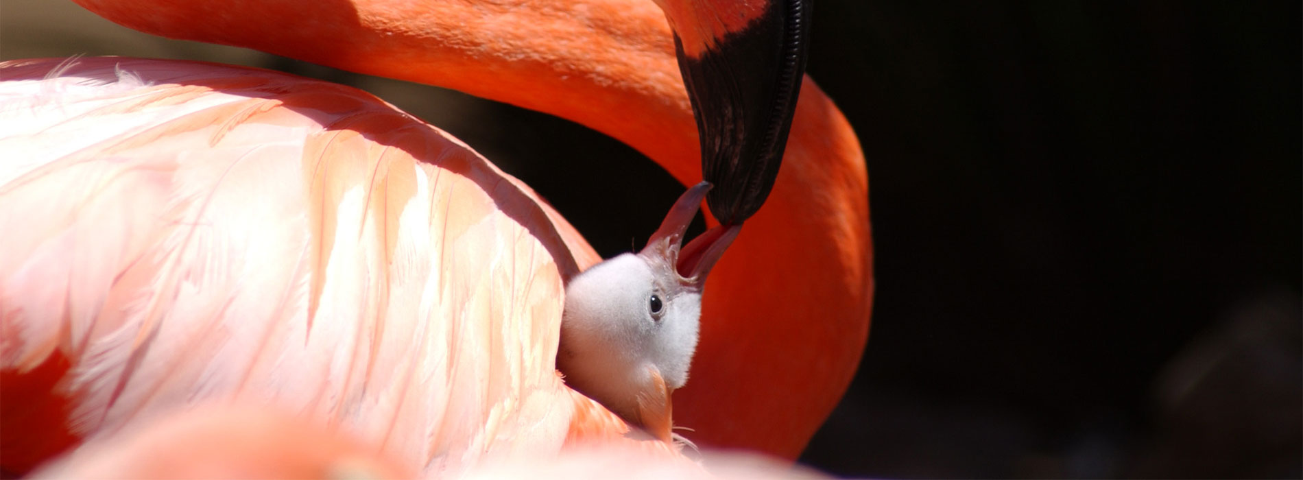 Flamingo and baby