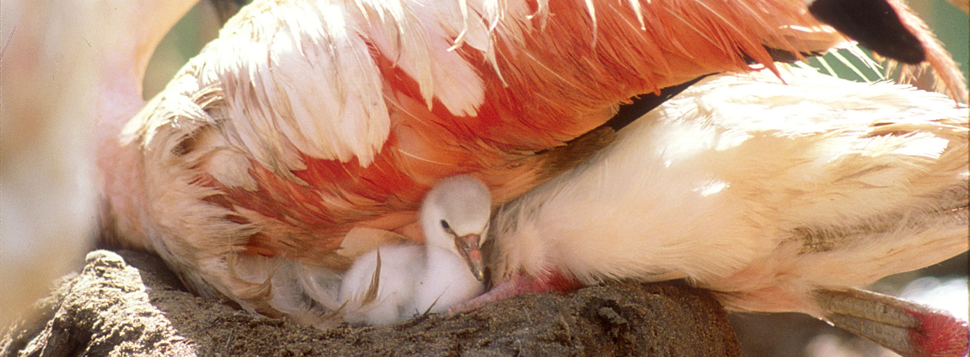 Flamingo chick