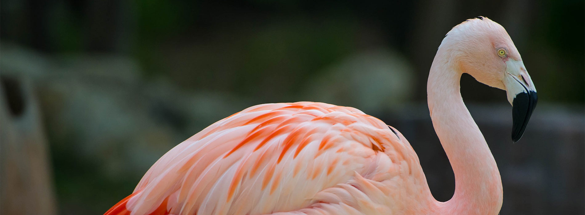 Flamingo closeup