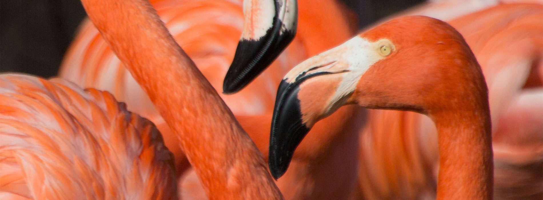 Flamingo faceoff