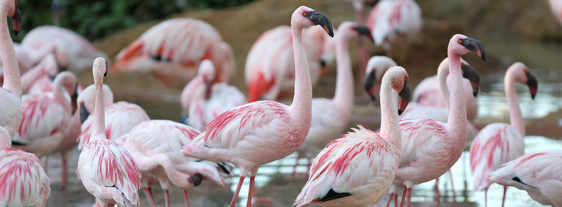 Flamingo group