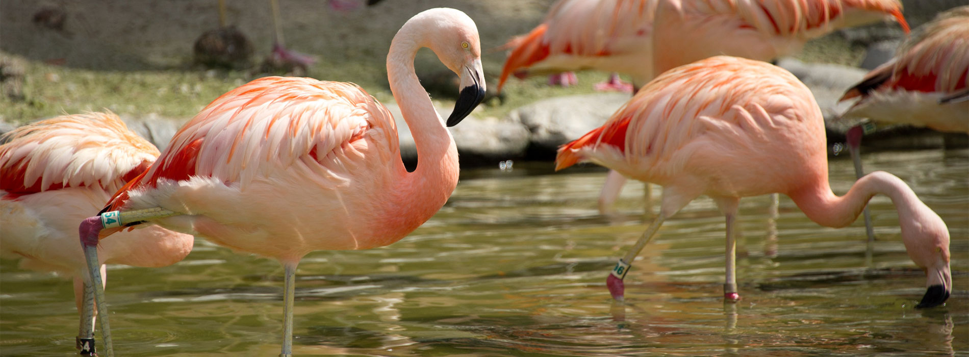 Flamingo in the water