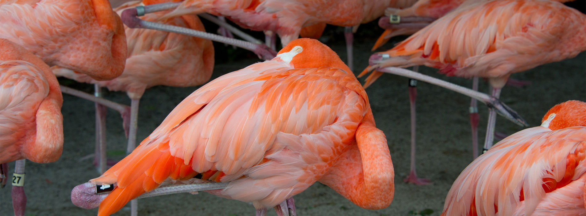 Flamingo resting