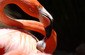 Flamingo and baby