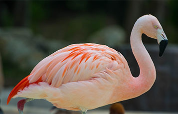 Flamingo closeup