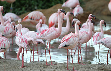 Flamingo group