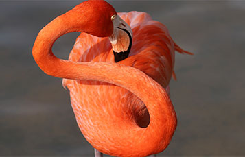 Flamingo preening