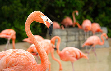 Flamingo profile