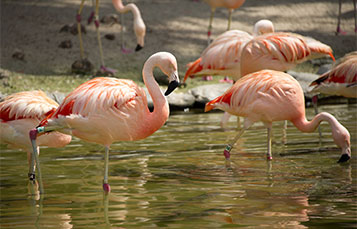 Flamingos in the water