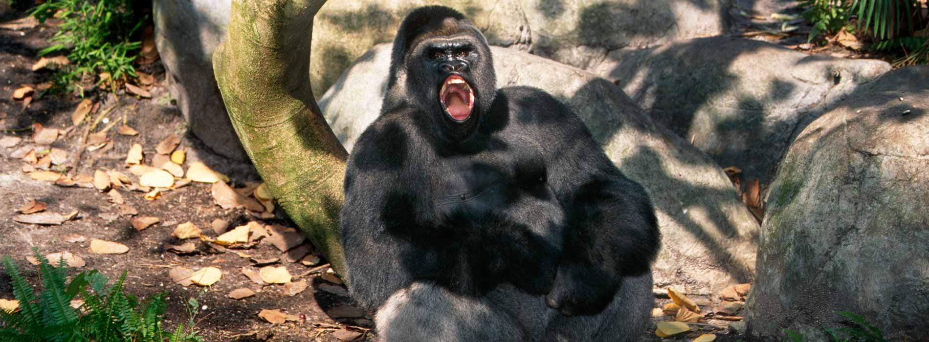 Gorilla