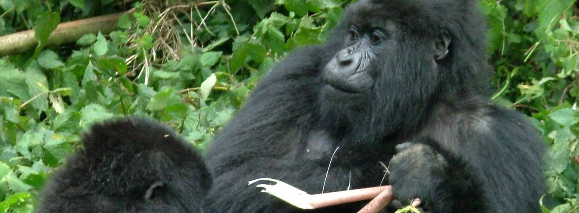 Gorilla