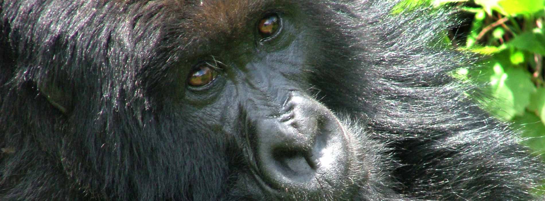 Gorilla