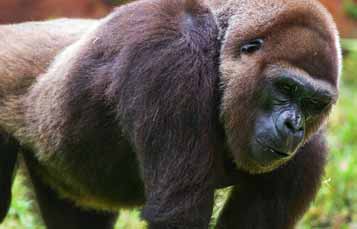 Close up photo of the face of a baby gorilla