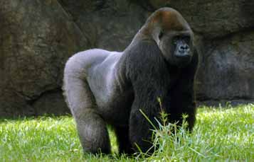 Close up of a gorilla's face as it peers through foliage