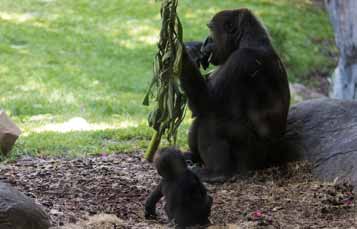 A gorilla next to trees.