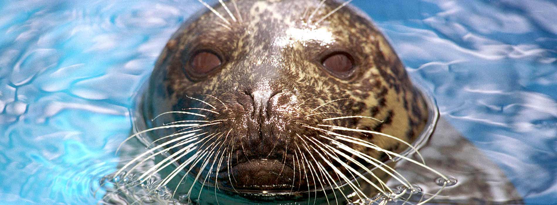 Harbor Seal