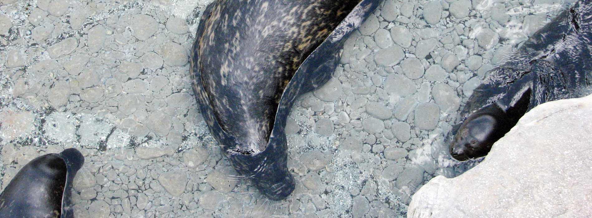Harbor Seal