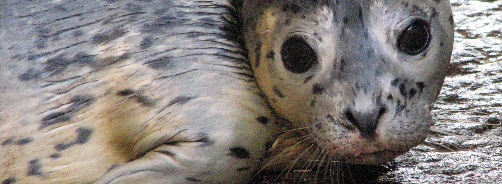 Harbor Seal