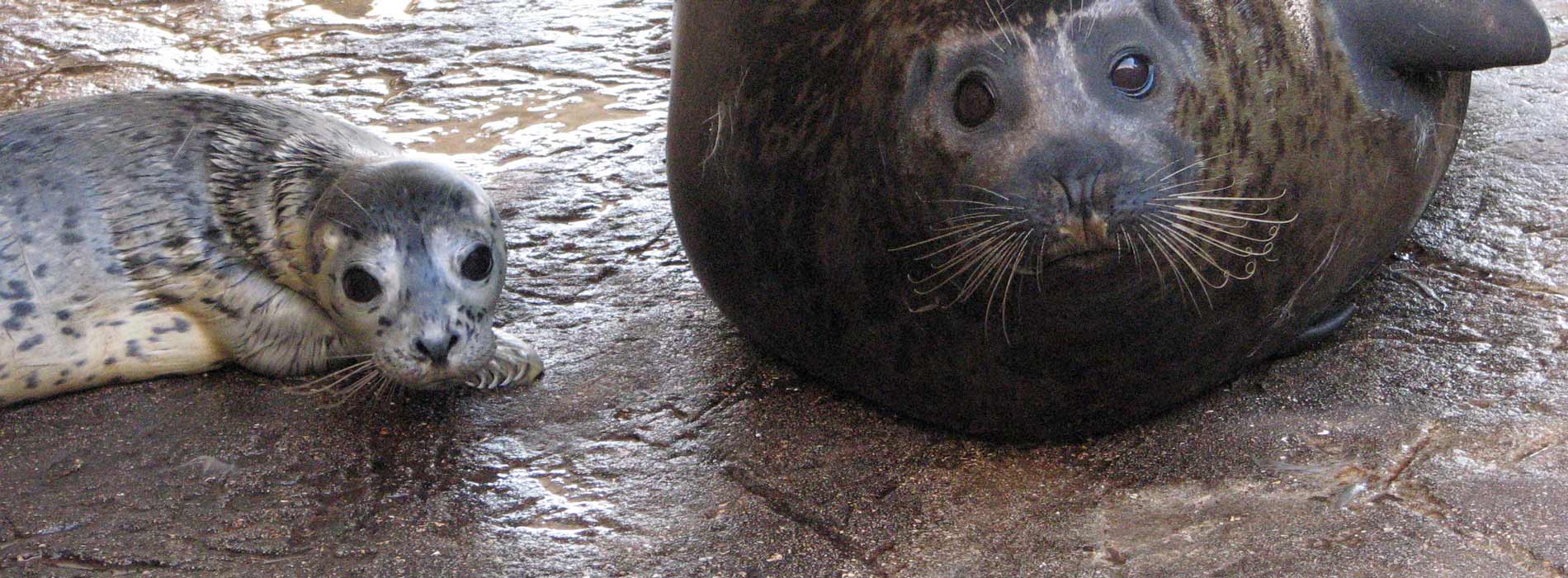 Harbor Seal