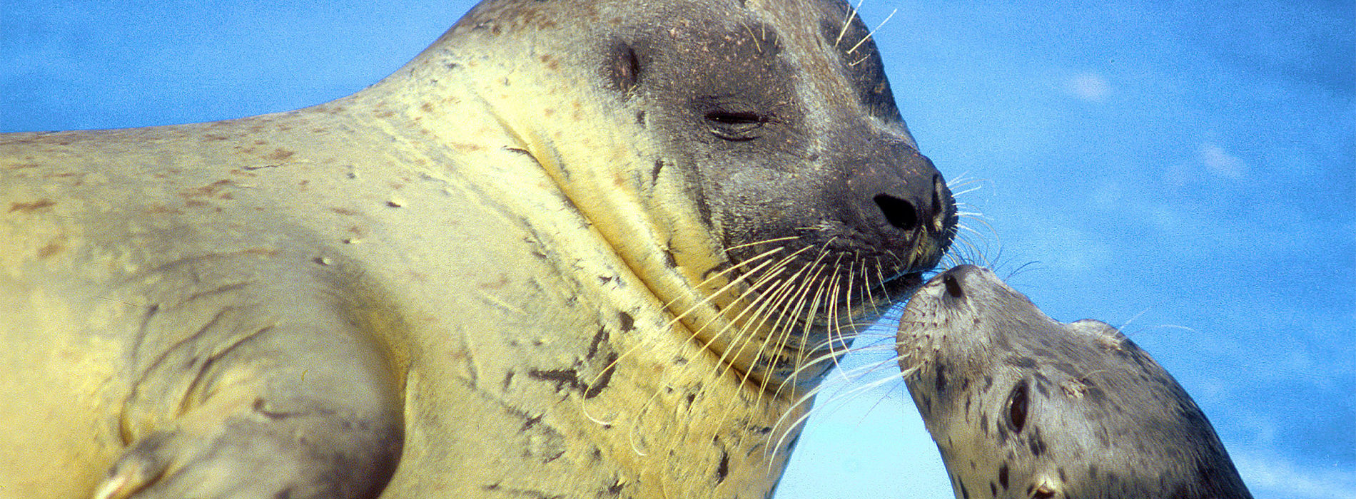 Harbor Seal