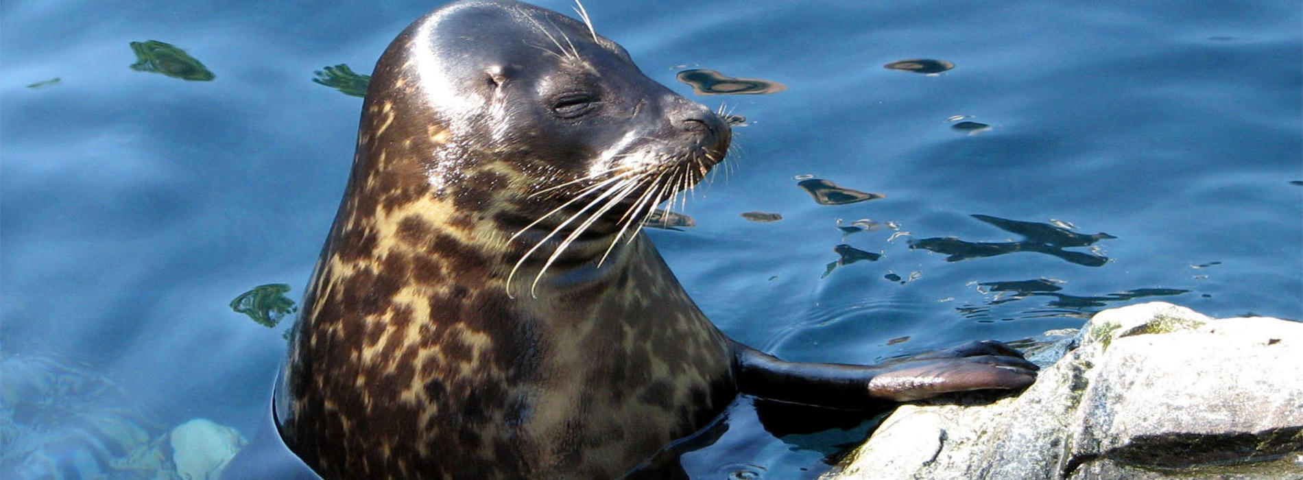Harbor Seal