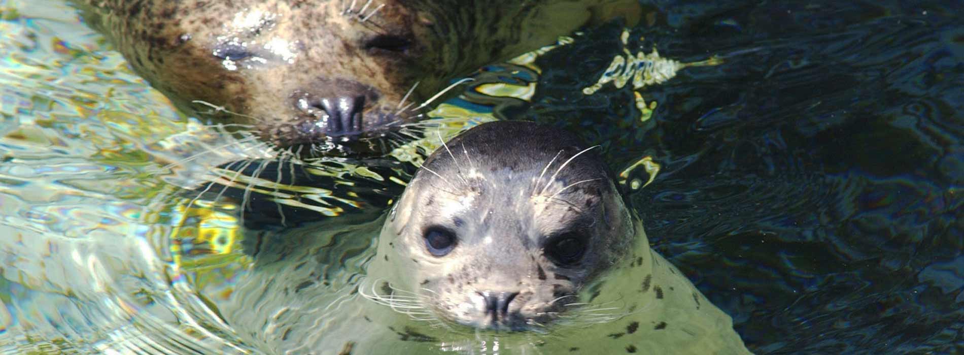 Harbor Seal