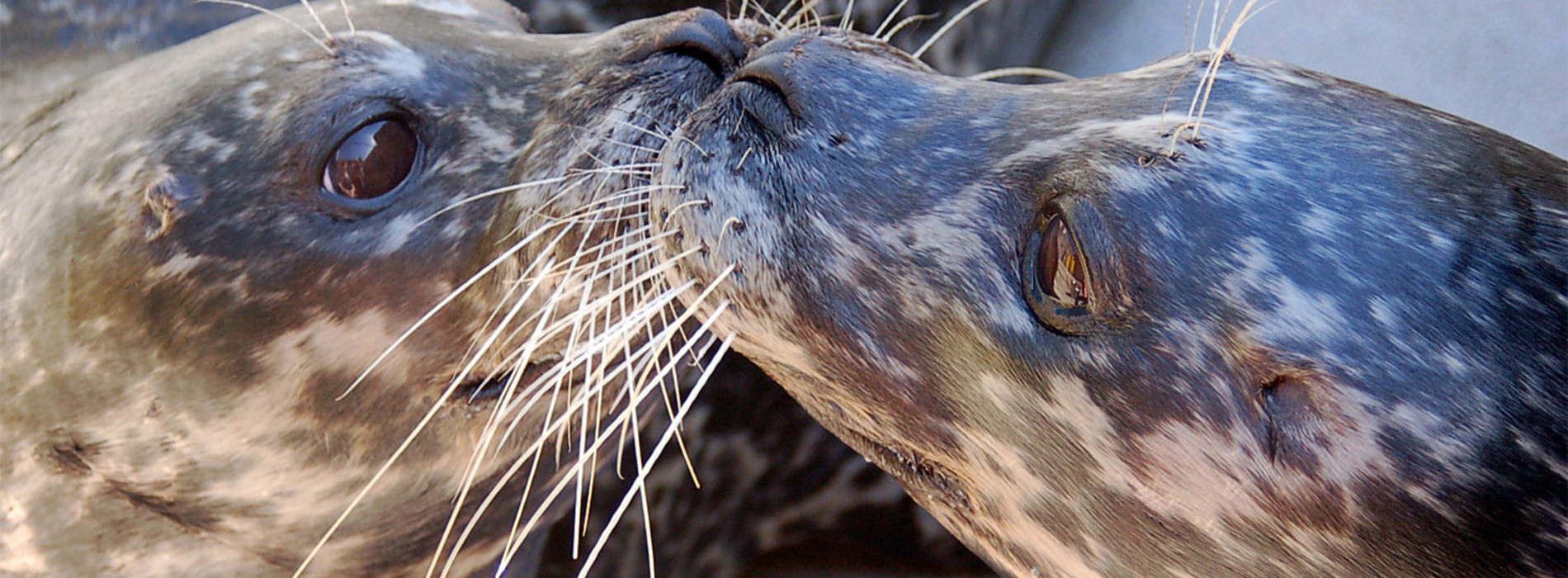 Harbor Seal
