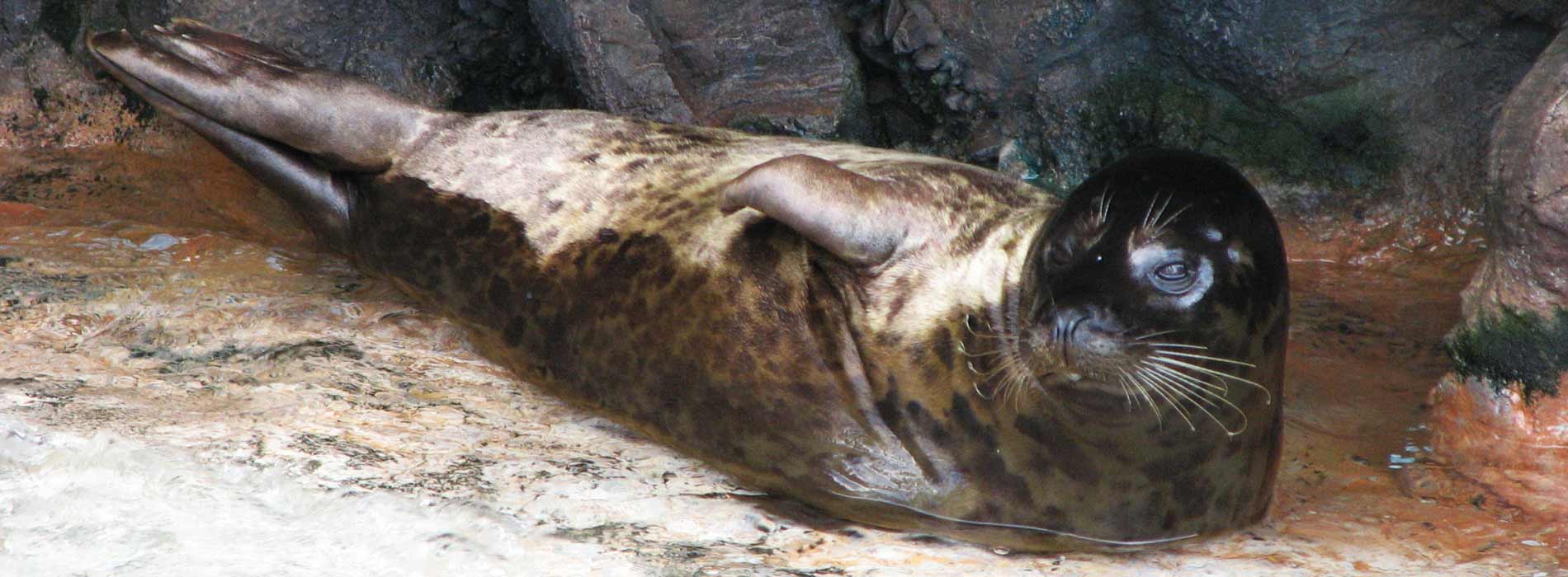 Harbor Seal