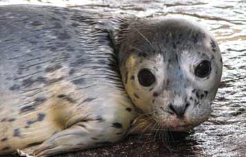Harbor Seal
