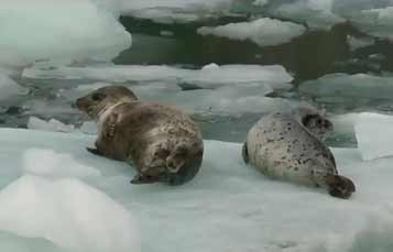 Harbor Seal