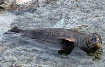 Harbor Seal