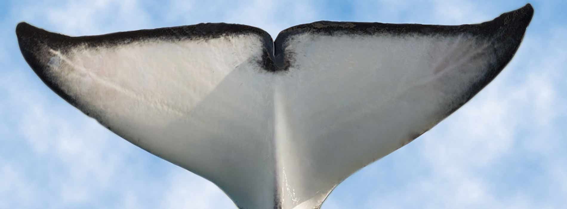 Killer whale tail fluke