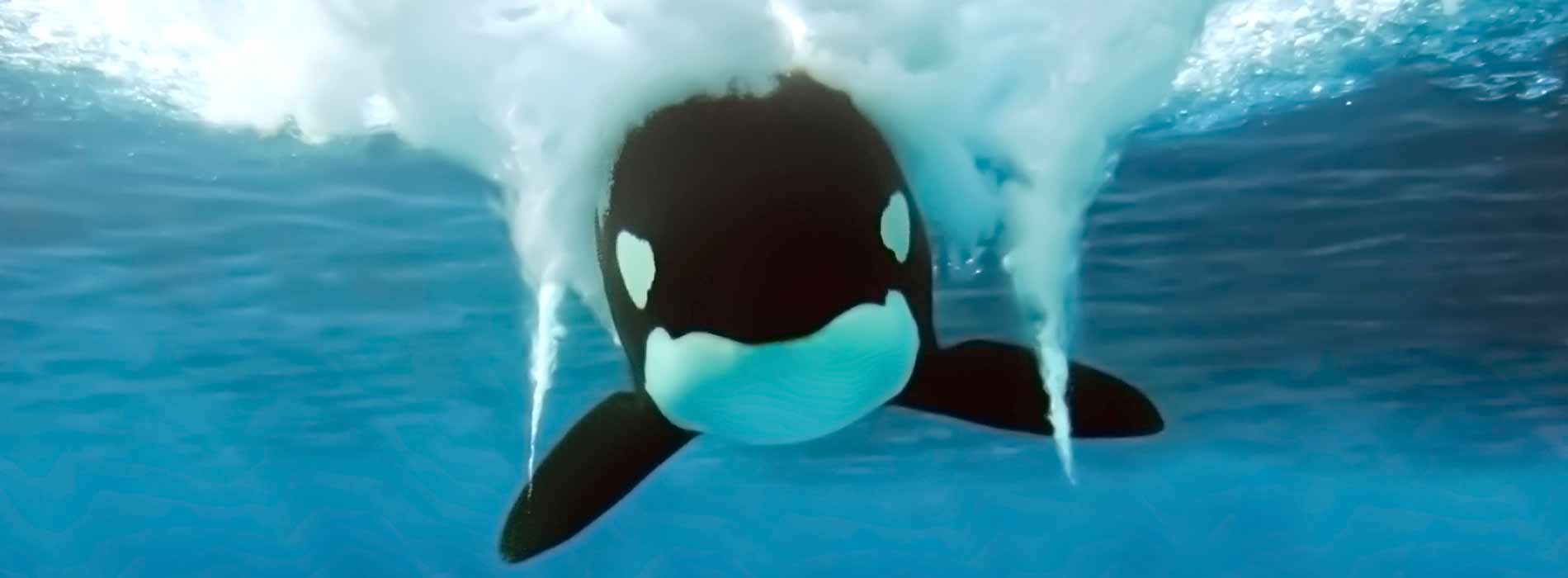 Killer Whale Diving