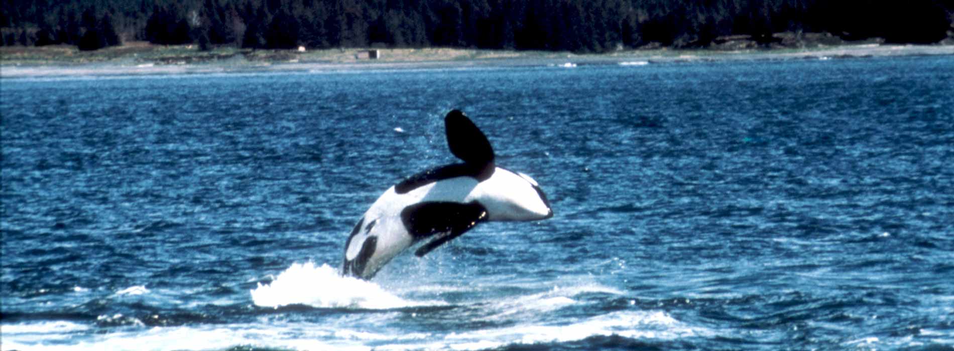 Breaching killer whale