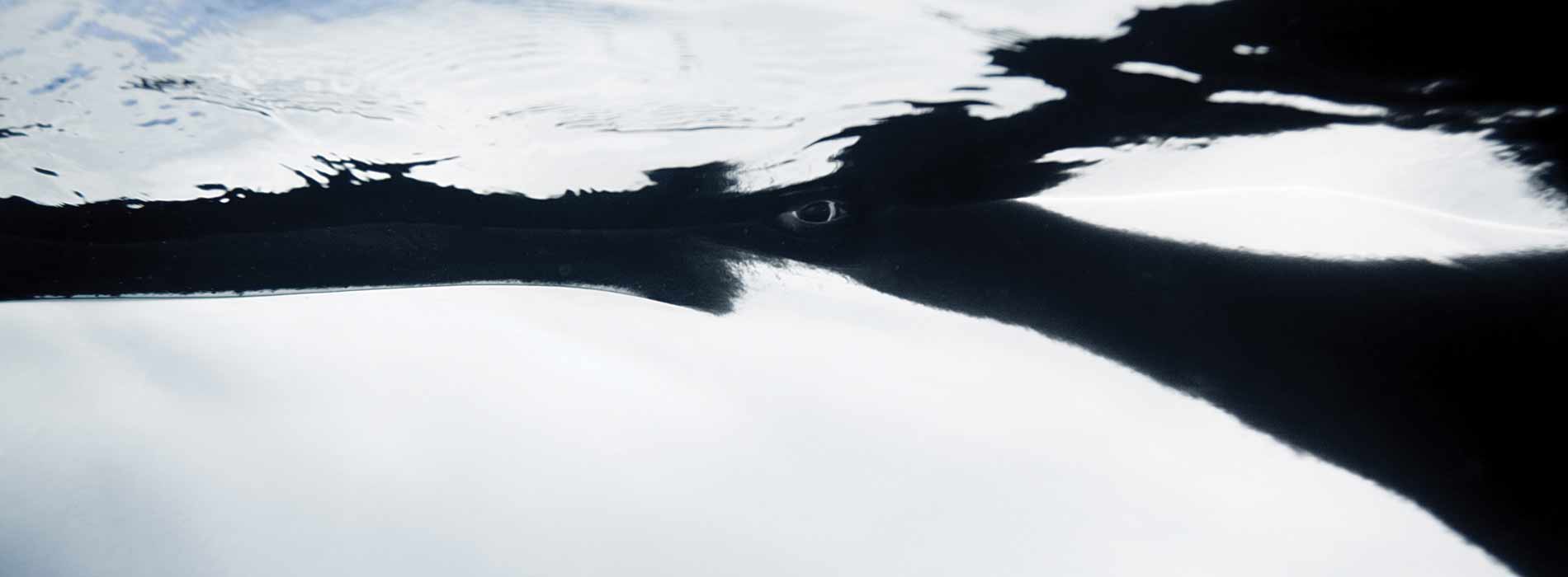 Killer whale underwater