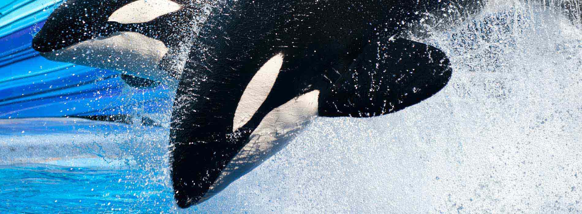 Two killer whales bowing